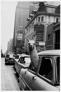  Inge Morath - Lama